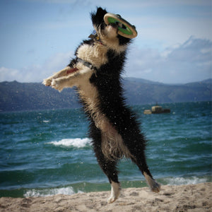 My Dog’s New Favorite Toy: PetZest LED Flying Dis