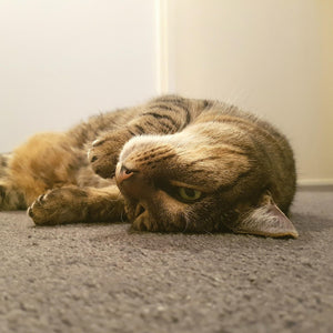 This Snake Toy Wore Out My Hyper Cat—Total Game-Changer!