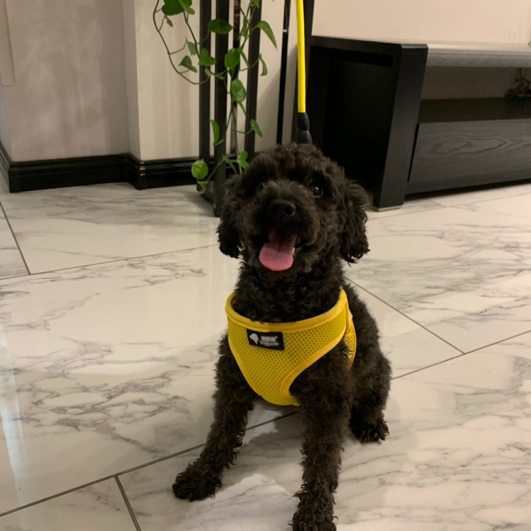Dog leash/ harness