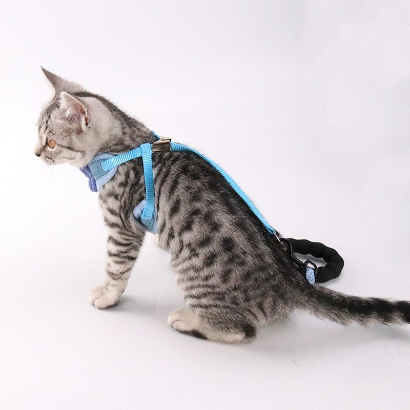 Cat chest and back leash
