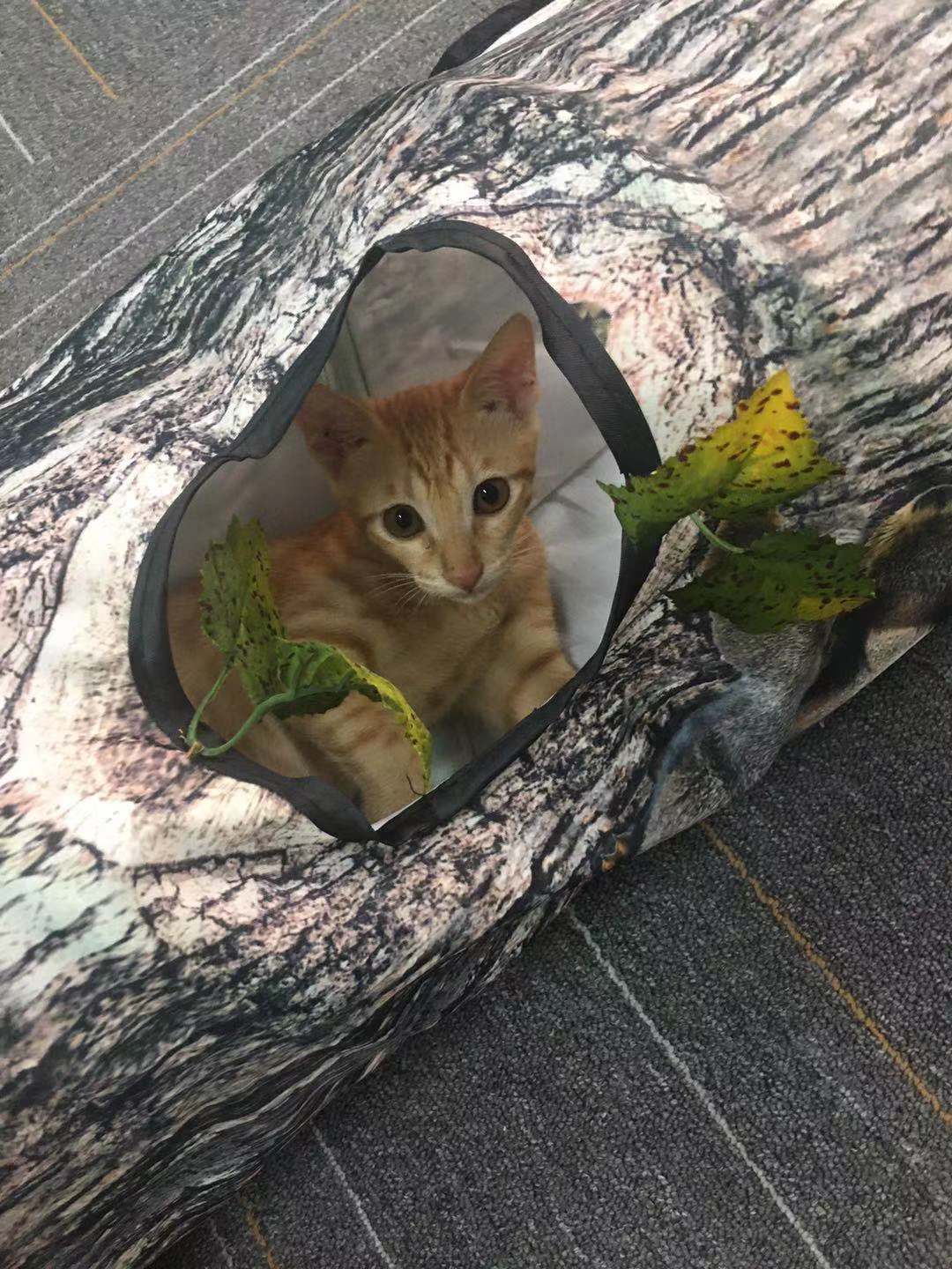 Tree Pattern Tunnel  Pets Toys
